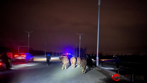 ​西平县公安局：9头牛丢失群众急 民警帮助如数找回
